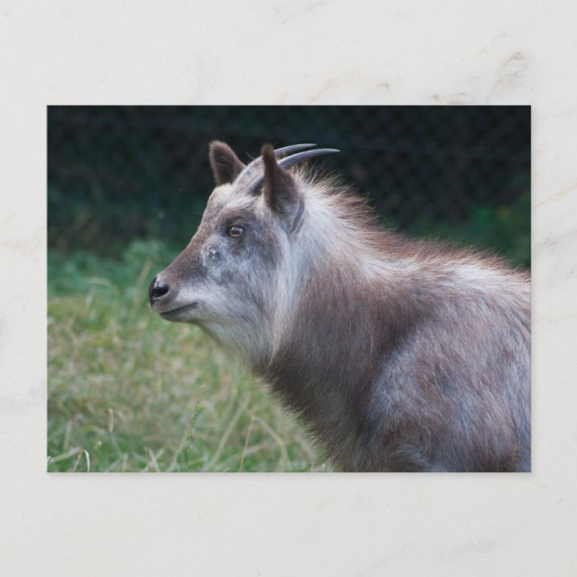 Japanischer Serow Postkarte (Vorderseite)