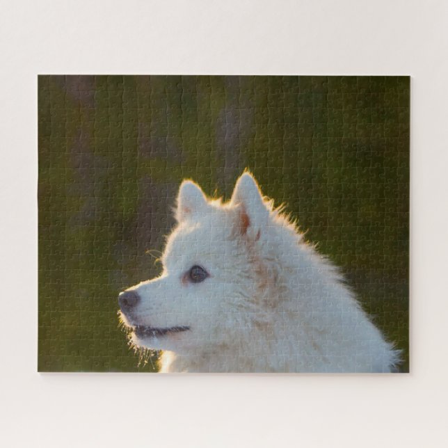 Japanischer Spitz. (Horizontal)