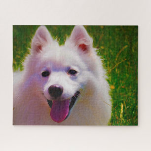 Japanischer Spitz.