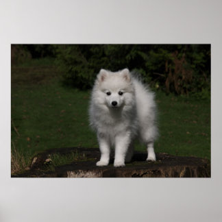 Japanischer Spitz/Amerikanischer Eskimo-Welpe Poster