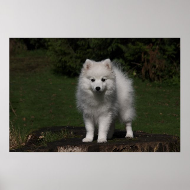 Japanischer Spitz/Amerikanischer Eskimo-Welpe Poster (Vorne)