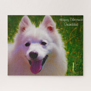 Japanischer Spitz Hund.