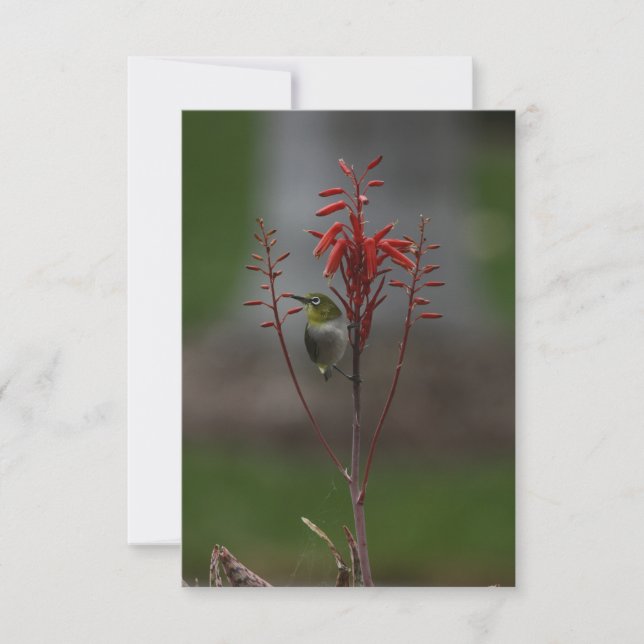 Japanischer Weißaugen Bird Dankeskarte (Vorderseite)