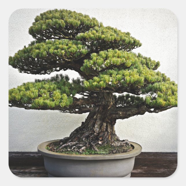 Japanischer Weißer Pine Bonsai Quadratischer Aufkleber (Vorderseite)