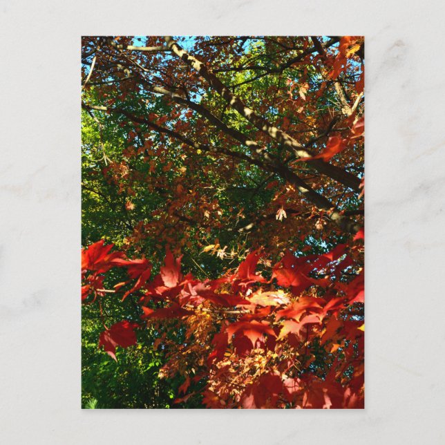 Japanisches Ahorn, Blätter für Herbst Postkarte (Vorderseite)