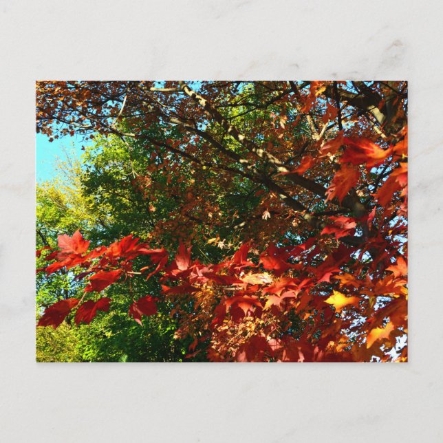 Japanisches Ahorn, Blätter für Herbst Postkarte (Vorderseite)