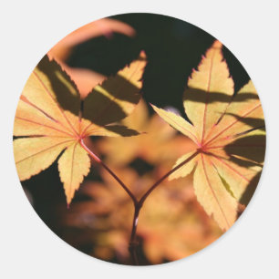 Japanisches Ahorn Verlasse 1 Herbstfarben Runder Aufkleber