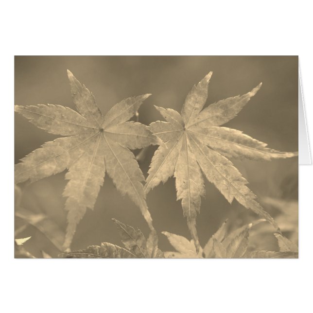 Japanisches Ahorn Verlasse Vintagen Stil (Vorderseite (Horizontal))