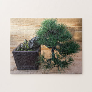 Japanisches Black Pine Bonsai Tree Foto
