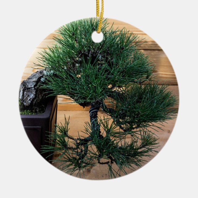 Japanisches Black Pine Bonsai Tree Foto Keramik Ornament (Vorne)