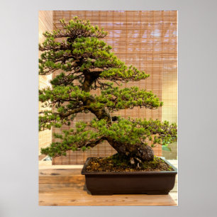 Japanisches Foto White Pine Bonsai Tree Poster