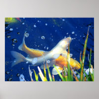 japanisches Koi-Karpfen-Plakat