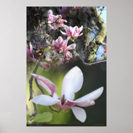 Japanisches Magnolia 2 Poster -40x60 - oder kleine
