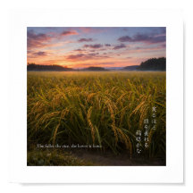 Japanisches Reisfeld im Sonnenaufgang – Nature Wis