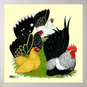 Japanisches Zwerghuhn-Quartett Poster