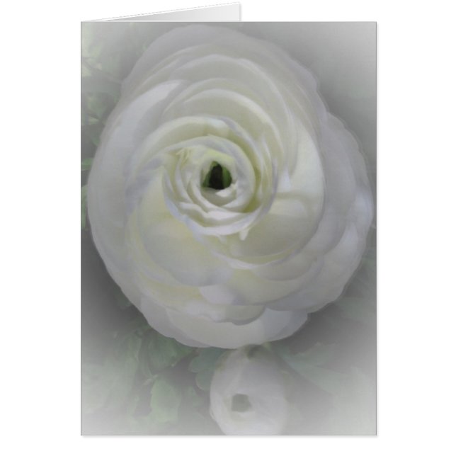 Japonais Camelia (Devant)