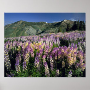 JARBIDGE WILDERNESS, NEVADA. USA. Lupine Poster