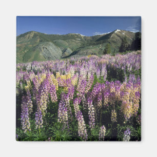 JARBIDGE WILDNIS, NEVADA. USA. Stachel-Lupine Magnet