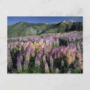 JARBIDGE WILDNIS, NEVADA. USA. Stachel-Lupine Postkarte
