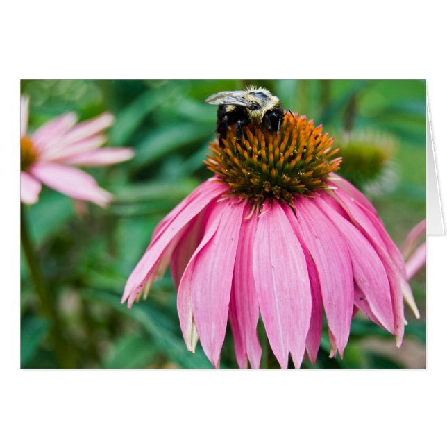 Jardin (Devant Horizontal)