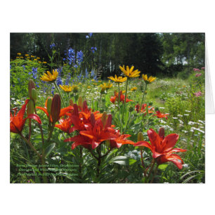 Jardin coloré fin été