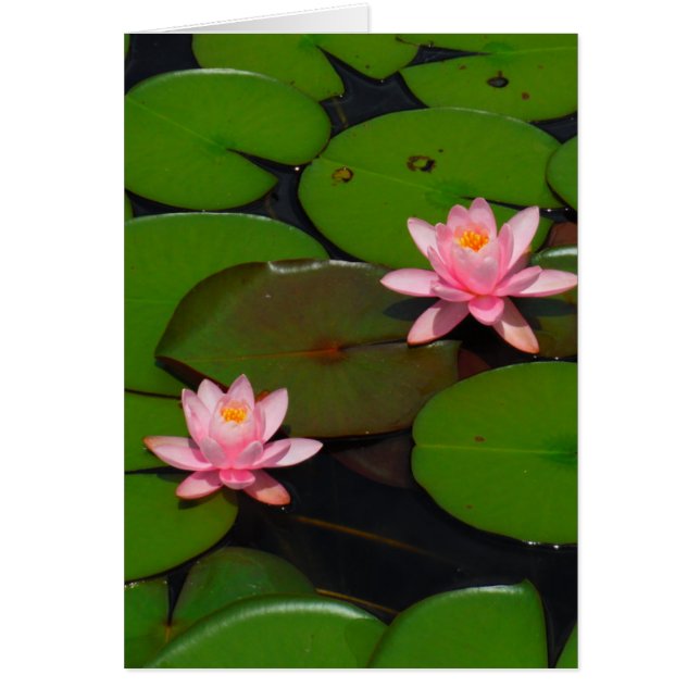 Jardin de fleurs de laine d'eau de lotus rose, (Devant)