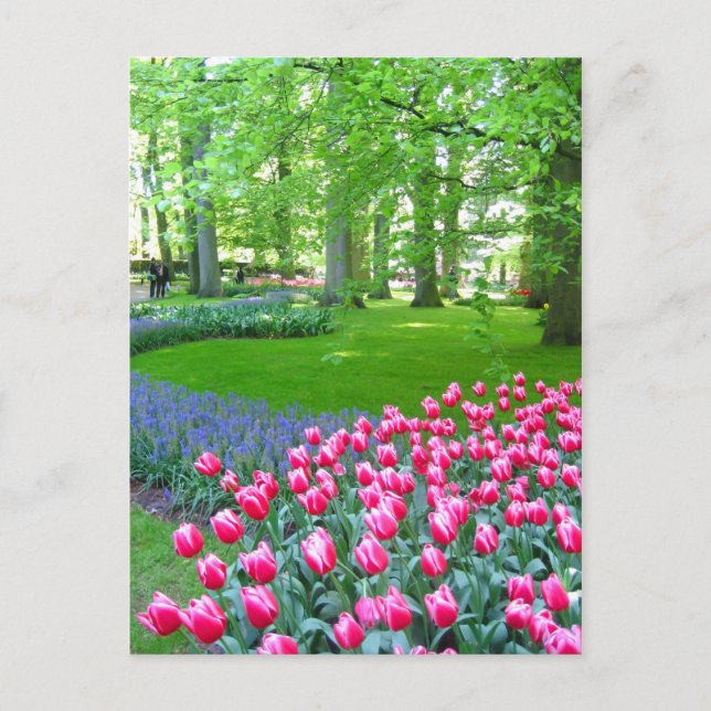 Jardin de Keukenhof - Holland carte postale (Devant)