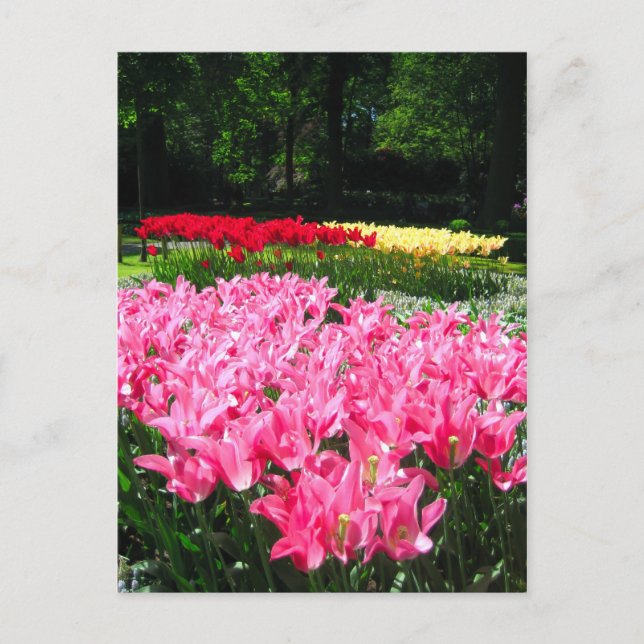 Jardin de Keukenhof - Holland carte postale (Devant)