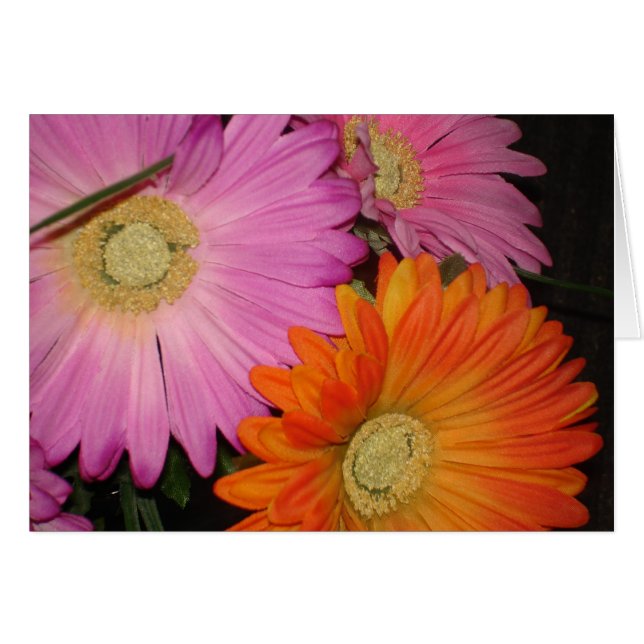 Jardin de marguerite de Gerbera (Devant Horizontal)