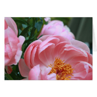 Jardin de Peony2