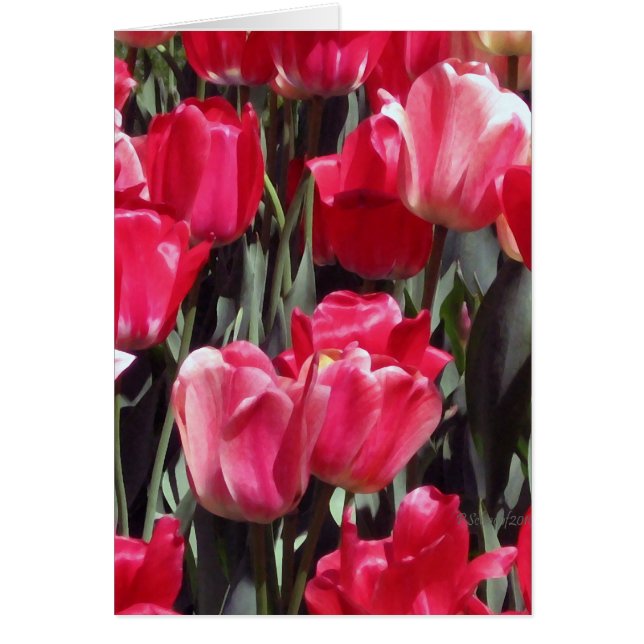 Jardin de tulipe (Devant)