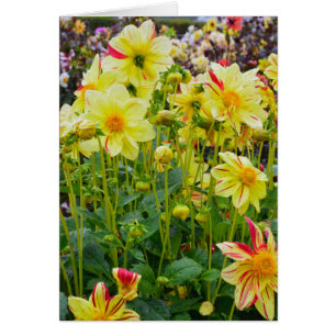 Jardin des dahlias jaunes