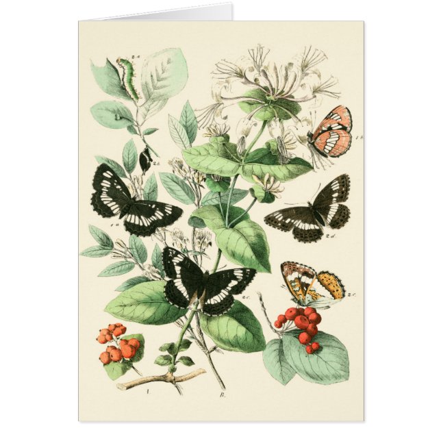 Jardin des papillons et des fleurs (Devant)