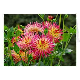 Jardin DES Plantes-1