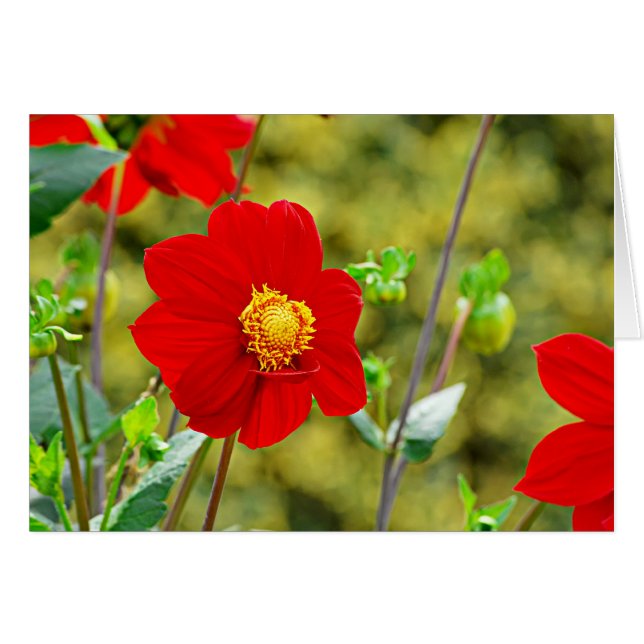 Jardin des Plantes-7 (Vorderseite (Horizontal))