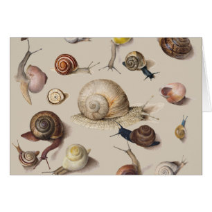Jardin d'escargots Animaux de compagnie Gastropod 