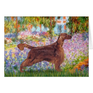 Jardin - Irlande Setter 1