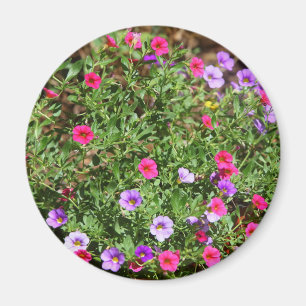 Jardin Petunia Magnet
