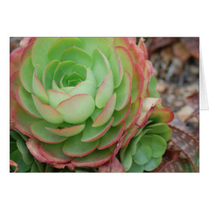 Jardin Succulent (vide)