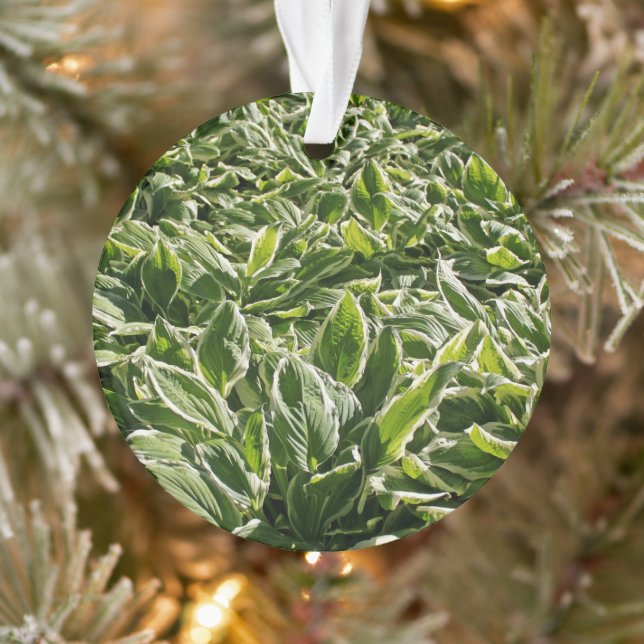 Jardin Vert feuille mignonne Fête des pères Plante (Arbre)