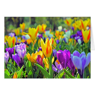 JARDINS DE KEUKENHOF, HOLLANDE