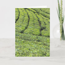 Jardins de thé de Munnar sur carte de vœux
