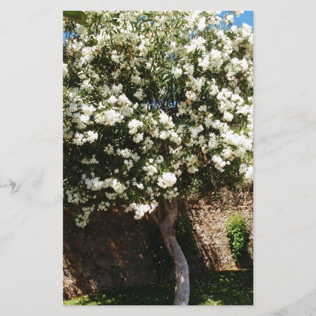 Jasmin-Baum in der Blüte Briefpapier (Vorderseite)