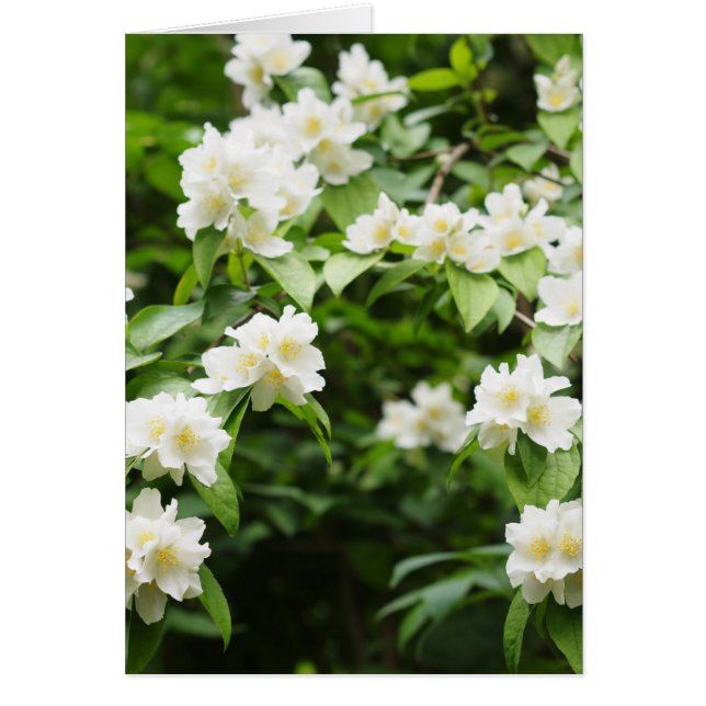 Jasmin-Blume (Vorne)