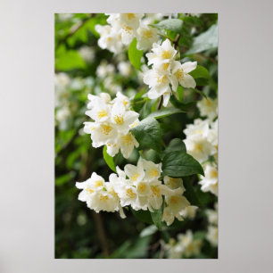 Jasmin-Blume im Garten Poster