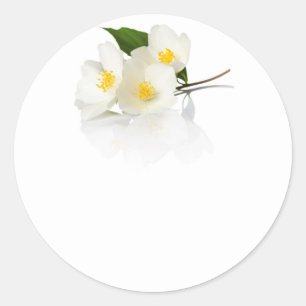 Jasmin-Blumen auf weißem Hintergrund. Makroschuß Runder Aufkleber