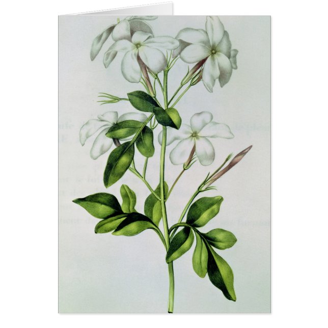 Jasmin, de 'La Guirlande de Julie' (Devant)