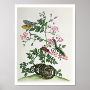 Jasmin: mit Schlange, Motte, caterpiller und Poster