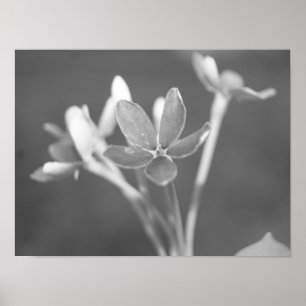 Jasmin Poster