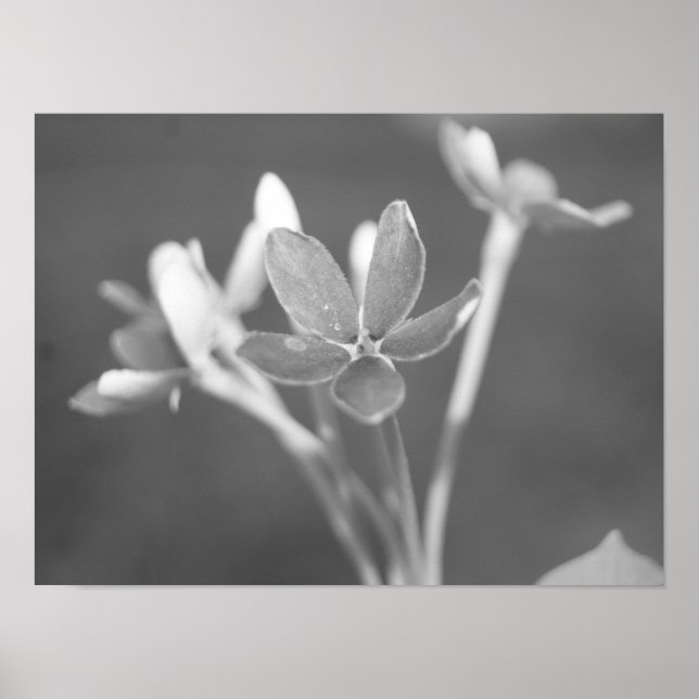 Jasmin Poster (Vorne)